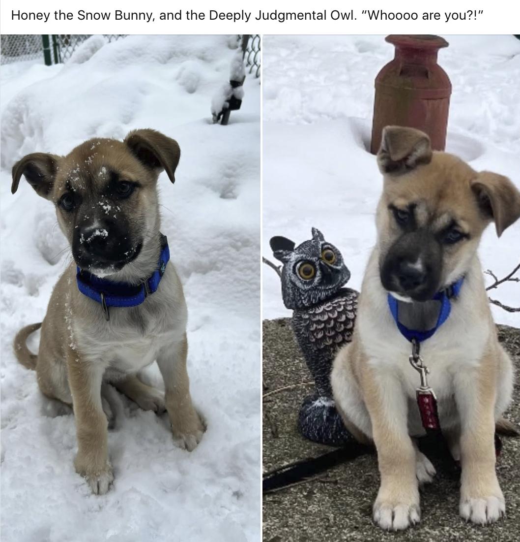 Enlarge Honey, an adopted mixed breed in Mount Holly, NJ image 5/6