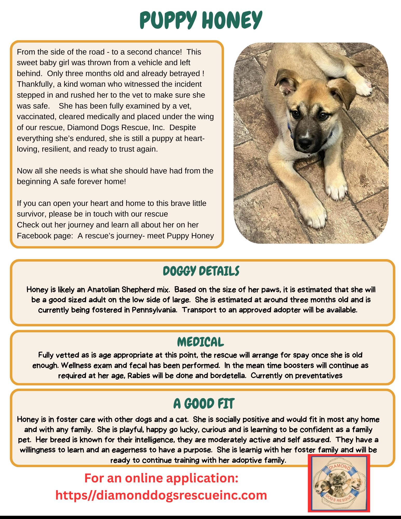 Enlarge Honey, an adopted mixed breed in Mount Holly, NJ image 2/6