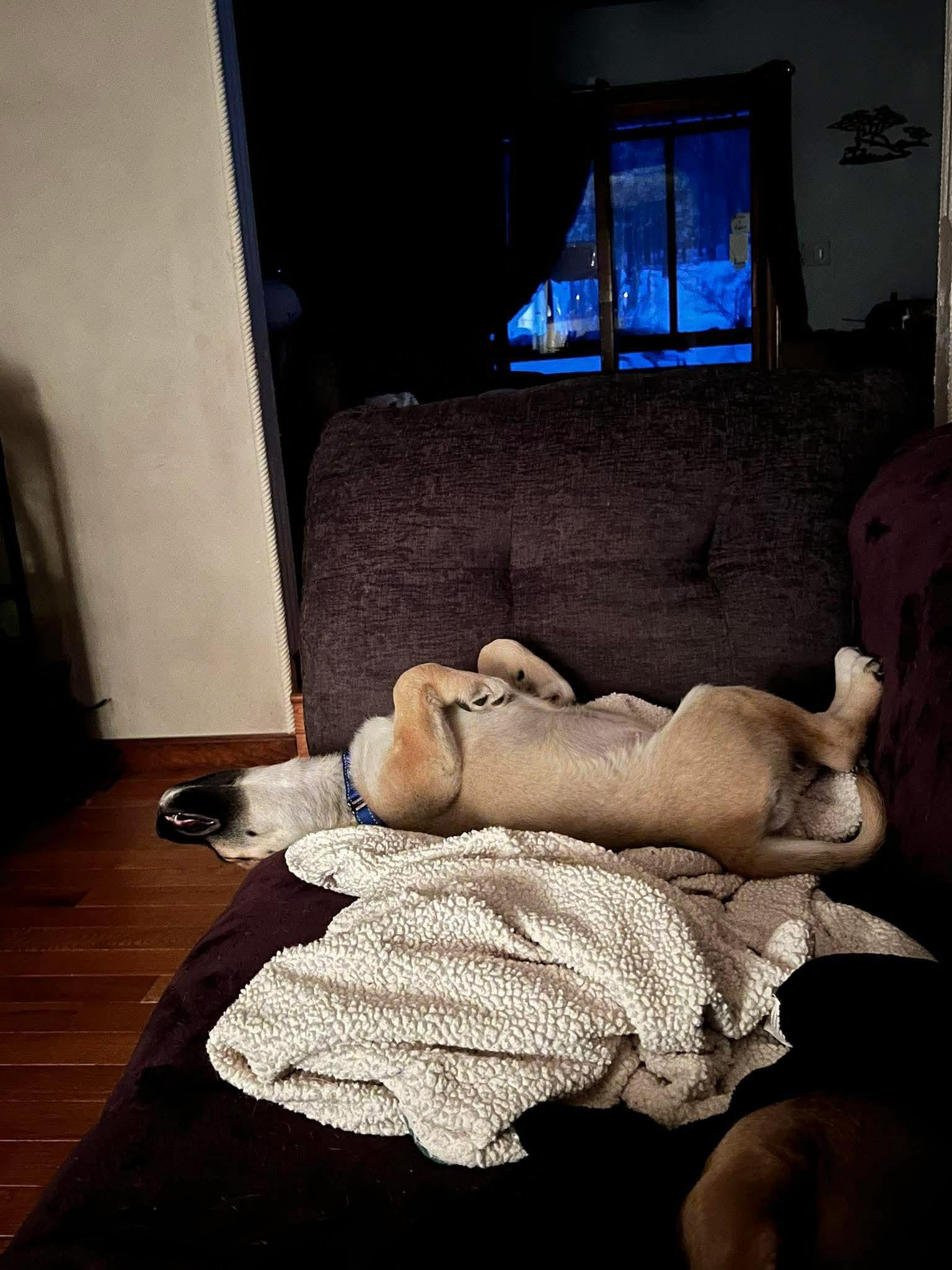 Enlarge Honey, an adopted mixed breed in Mount Holly, NJ image 4/6