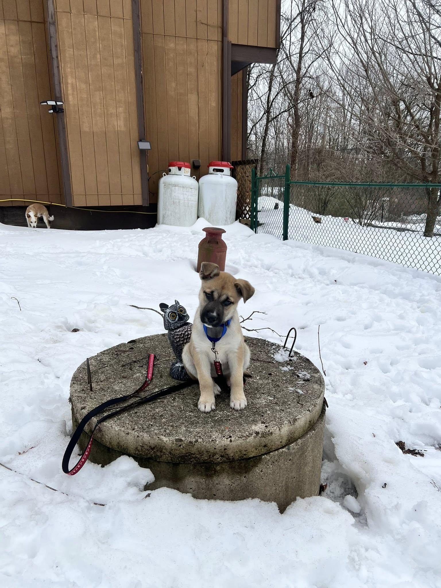 Enlarge Honey, an adopted mixed breed in Mount Holly, NJ image 3/6