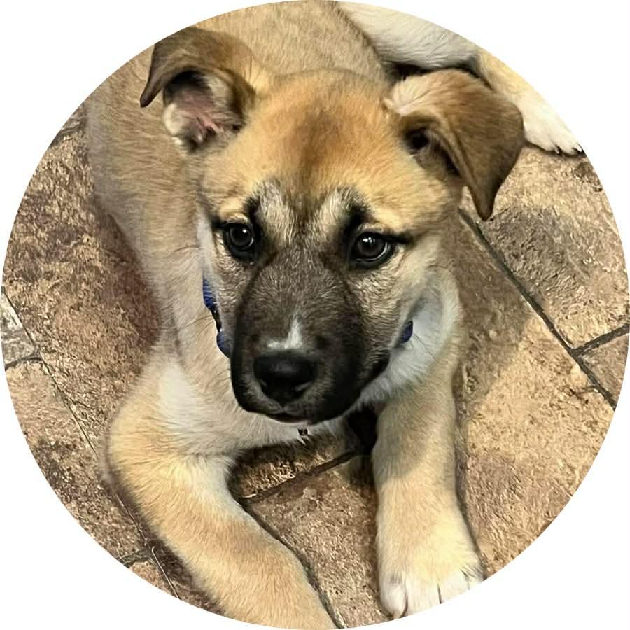 Enlarge Honey, an adopted mixed breed in Mount Holly, NJ image 1/6