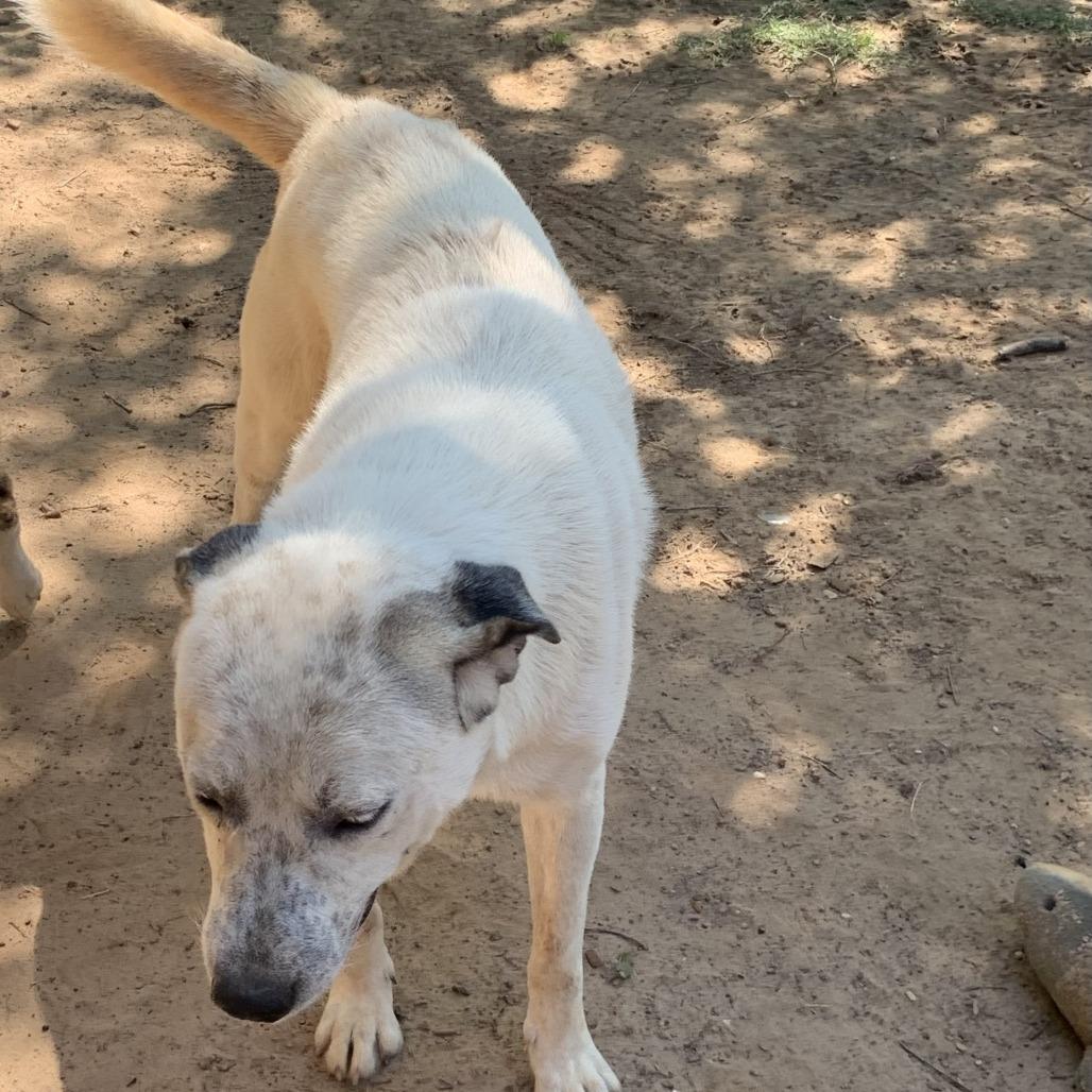 Wolfgang, Adoptable, Adult Male Anatolian Shepherd.