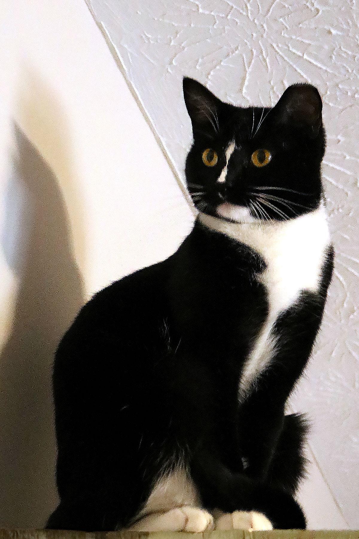 Enlarge Scout, a Adoptable Domestic Short Hair in Buford, GA image 1/3