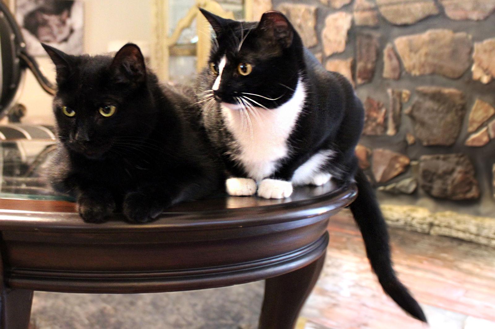 Enlarge Scout, a Adoptable Domestic Short Hair in Buford, GA image 2/3