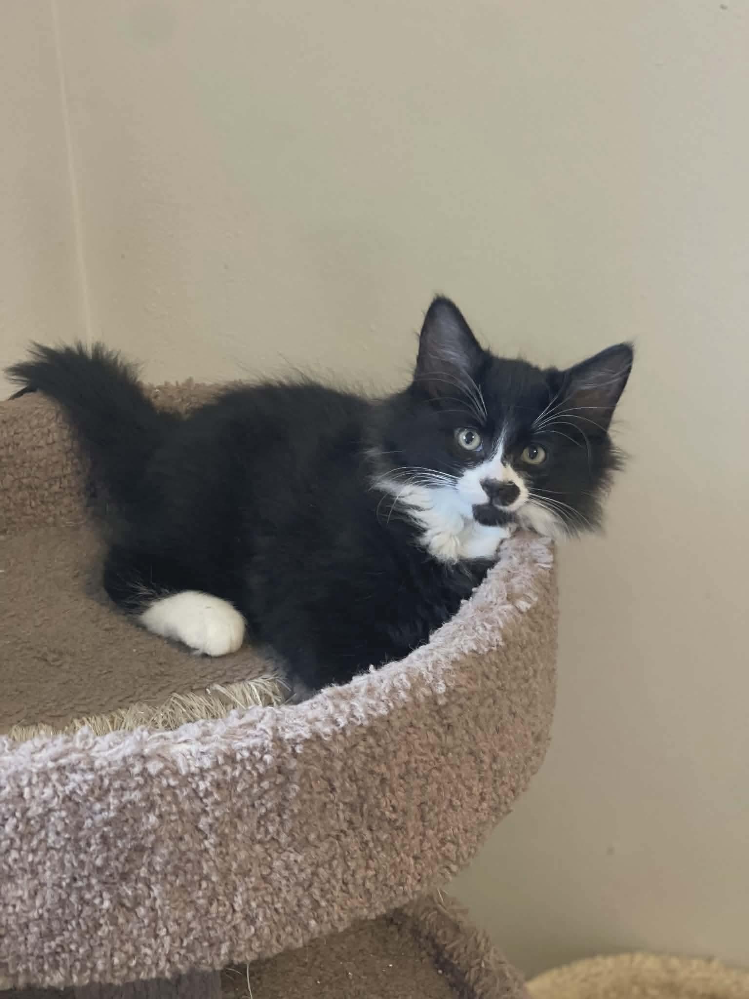 Enlarge Ziti, a ADOPTABLE mixed breed in Gladstone, OR image 2/2