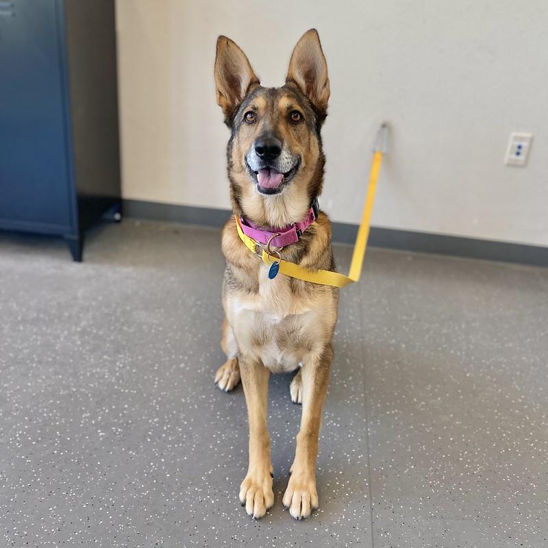 Betty, Adoptable, Adult Female Mixed Breed.