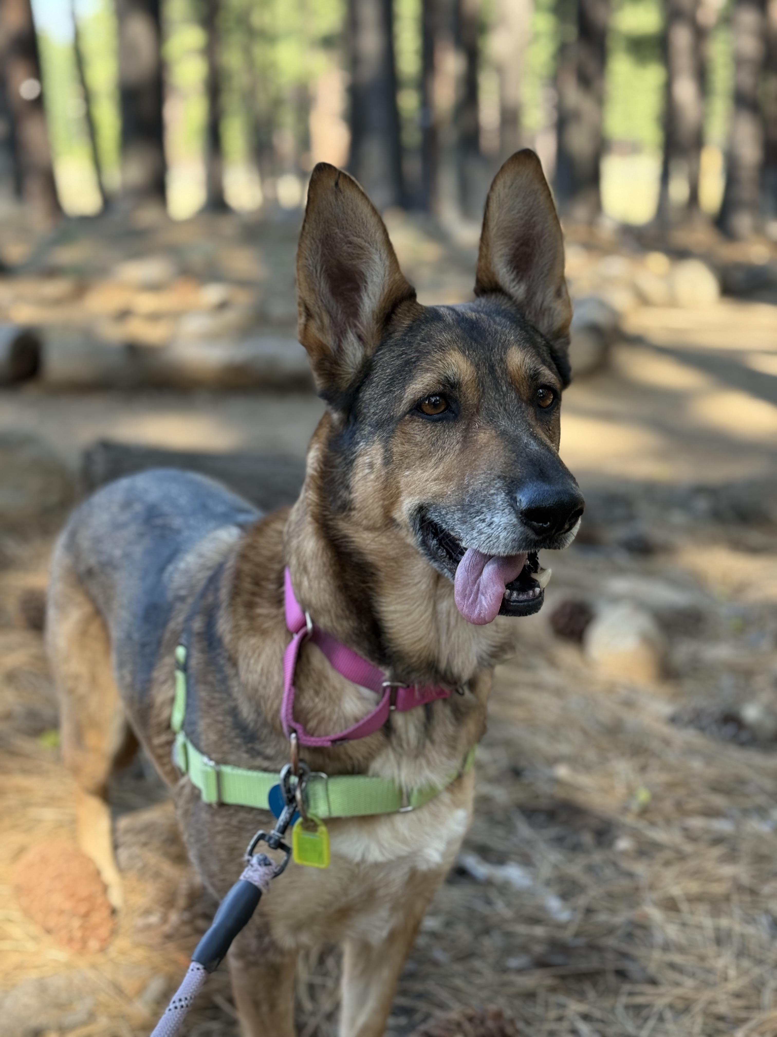 Betty, a Adoptable Mixed Breed in Truckee, CA image 2/3