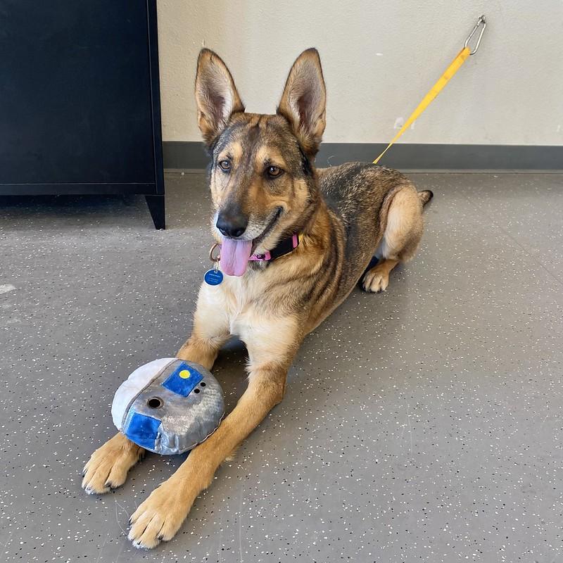 Betty, a Adoptable Mixed Breed in Truckee, CA image 3/3