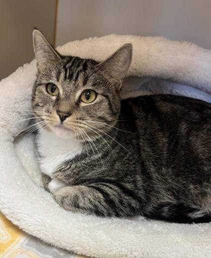 Enlarge Bitsy, a Adoptable mixed breed in Winchester, VA image 1/2