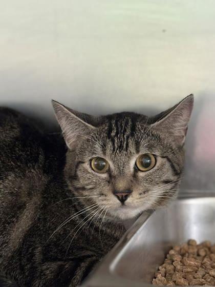 Enlarge Bitsy, a Adoptable mixed breed in Winchester, VA image 2/2