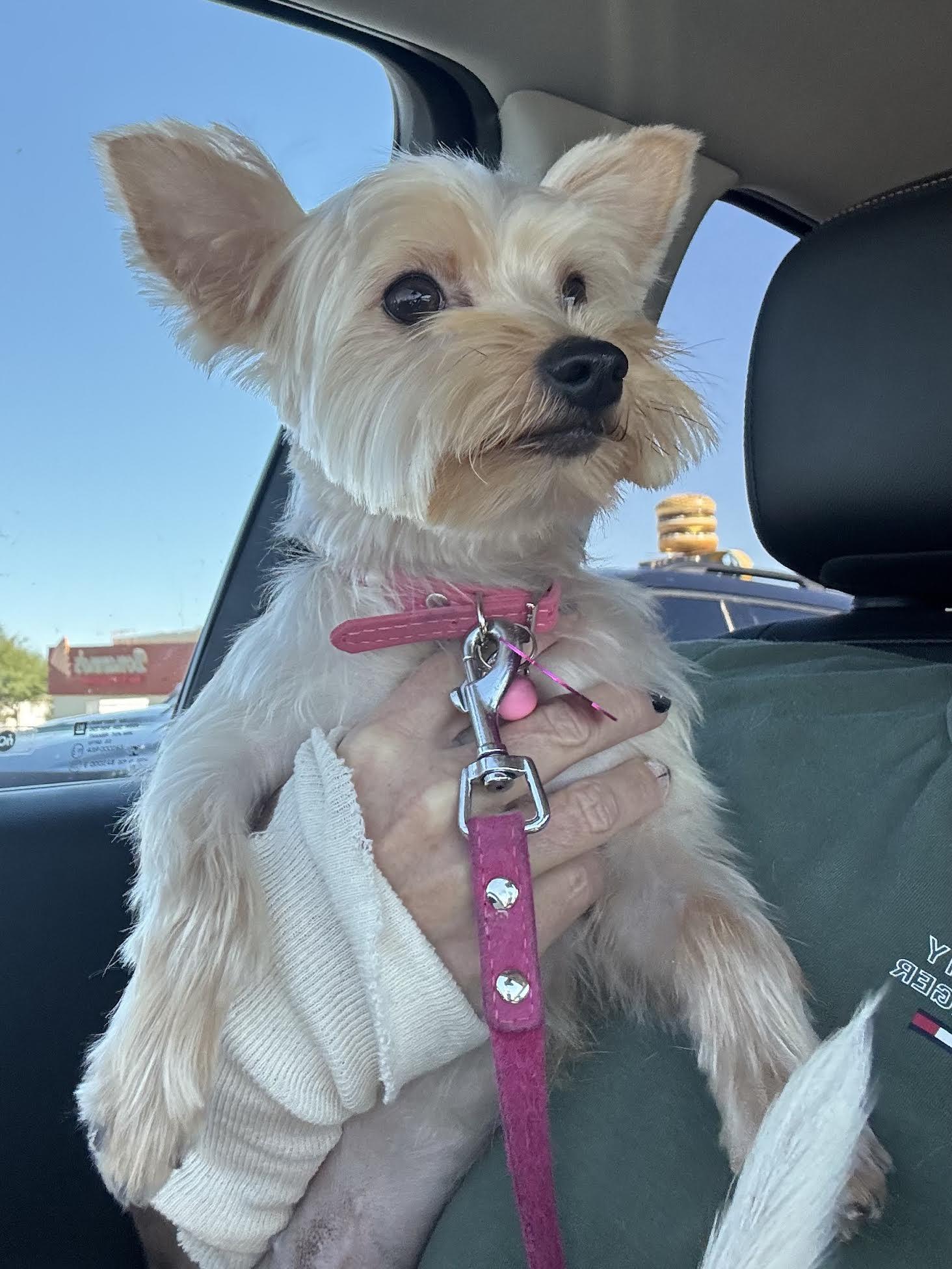 Cute Pie thumbnail 2