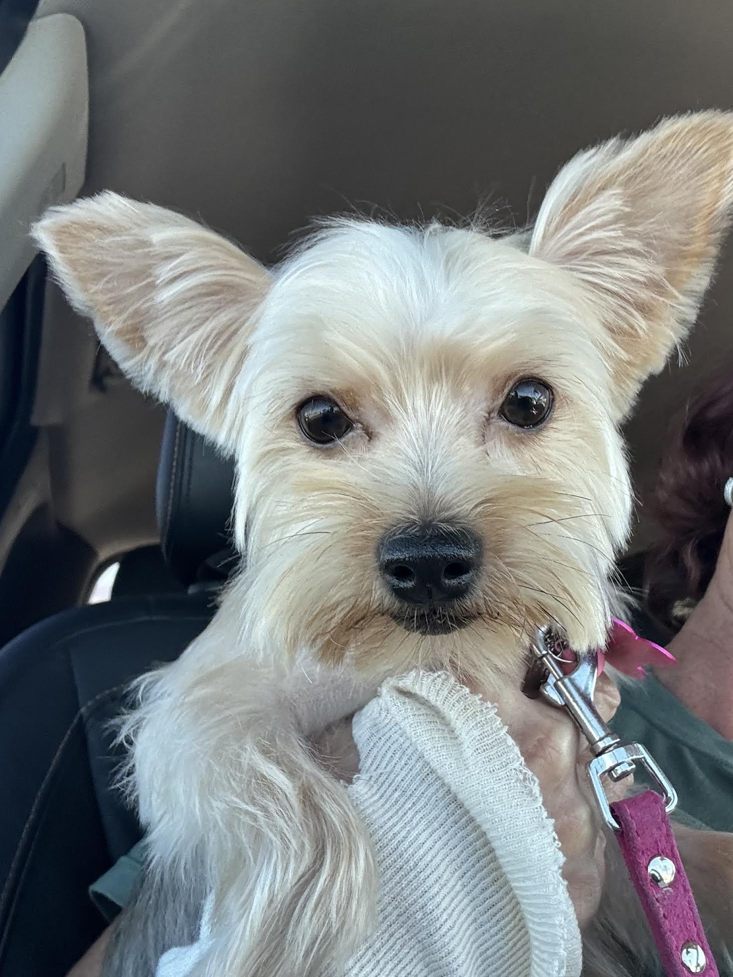 Cute Pie thumbnail 3