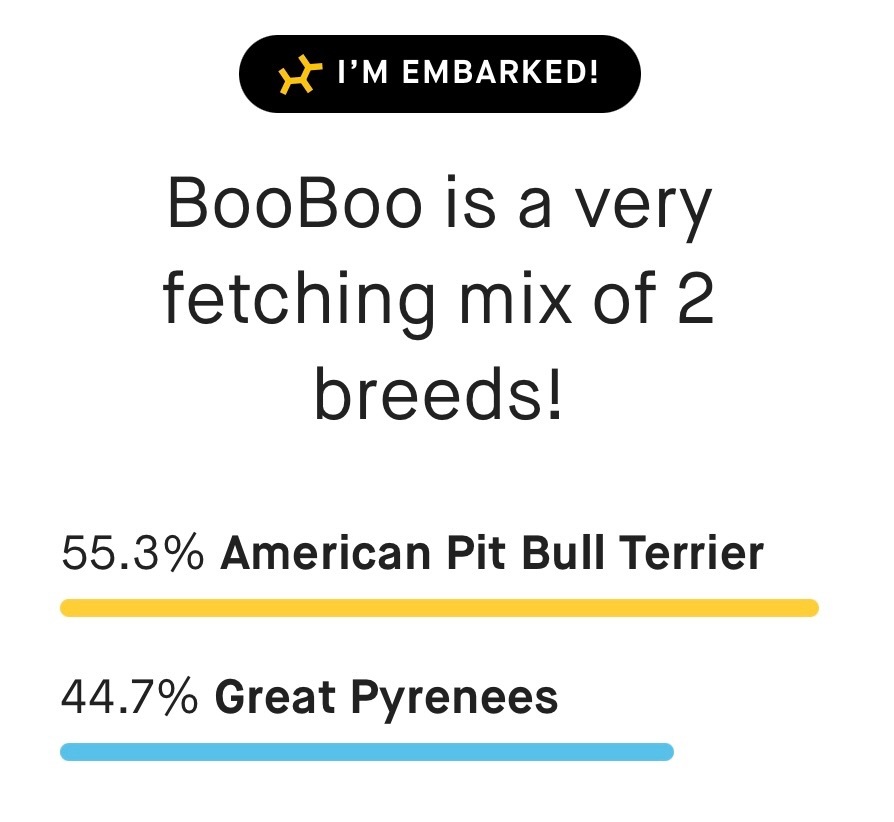 BOOBOO, a Adoptable mixed breed in Shawnee, OK image 1/10