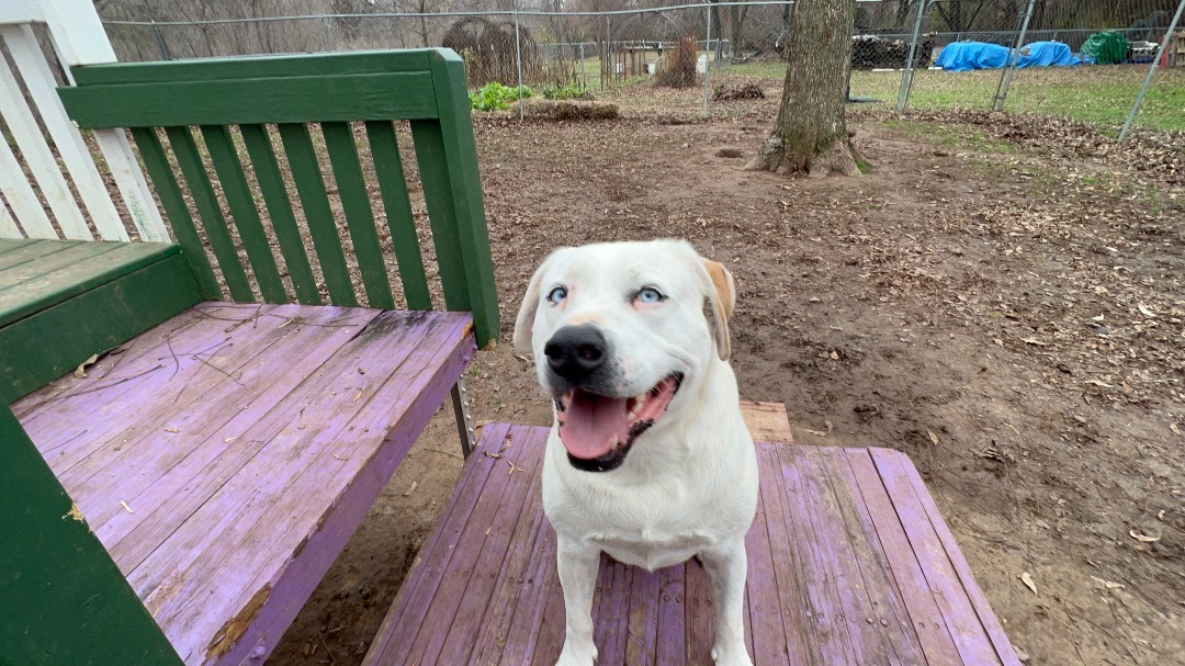 BOOBOO, a Adoptable mixed breed in Shawnee, OK image 3/10