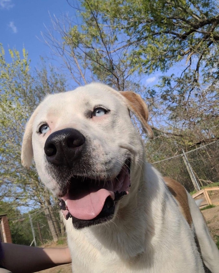 BOOBOO, Adoptable, Adult Male Great Pyrenees & Pit Bull Terrier.