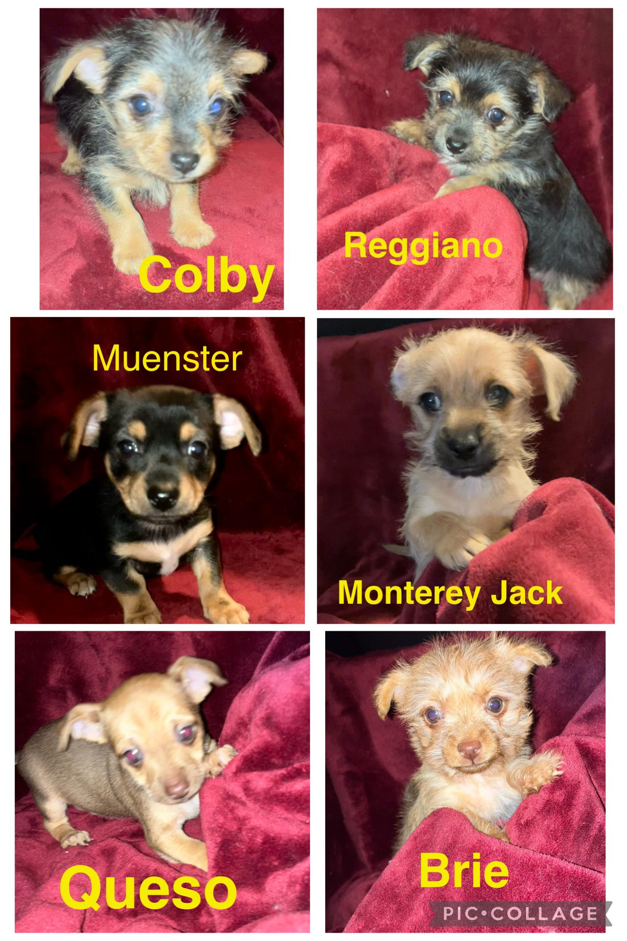 Enlarge Brie, an adopted mixed breed in Henderson, NV image 2/3