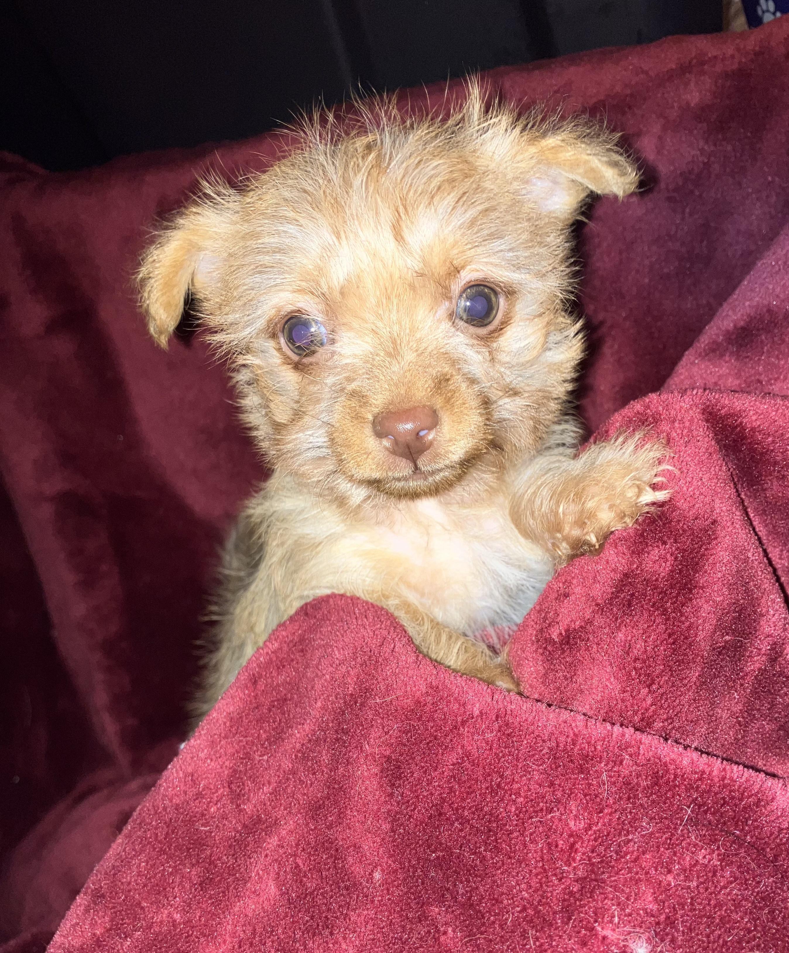 Enlarge Brie, an adopted mixed breed in Henderson, NV image 1/3