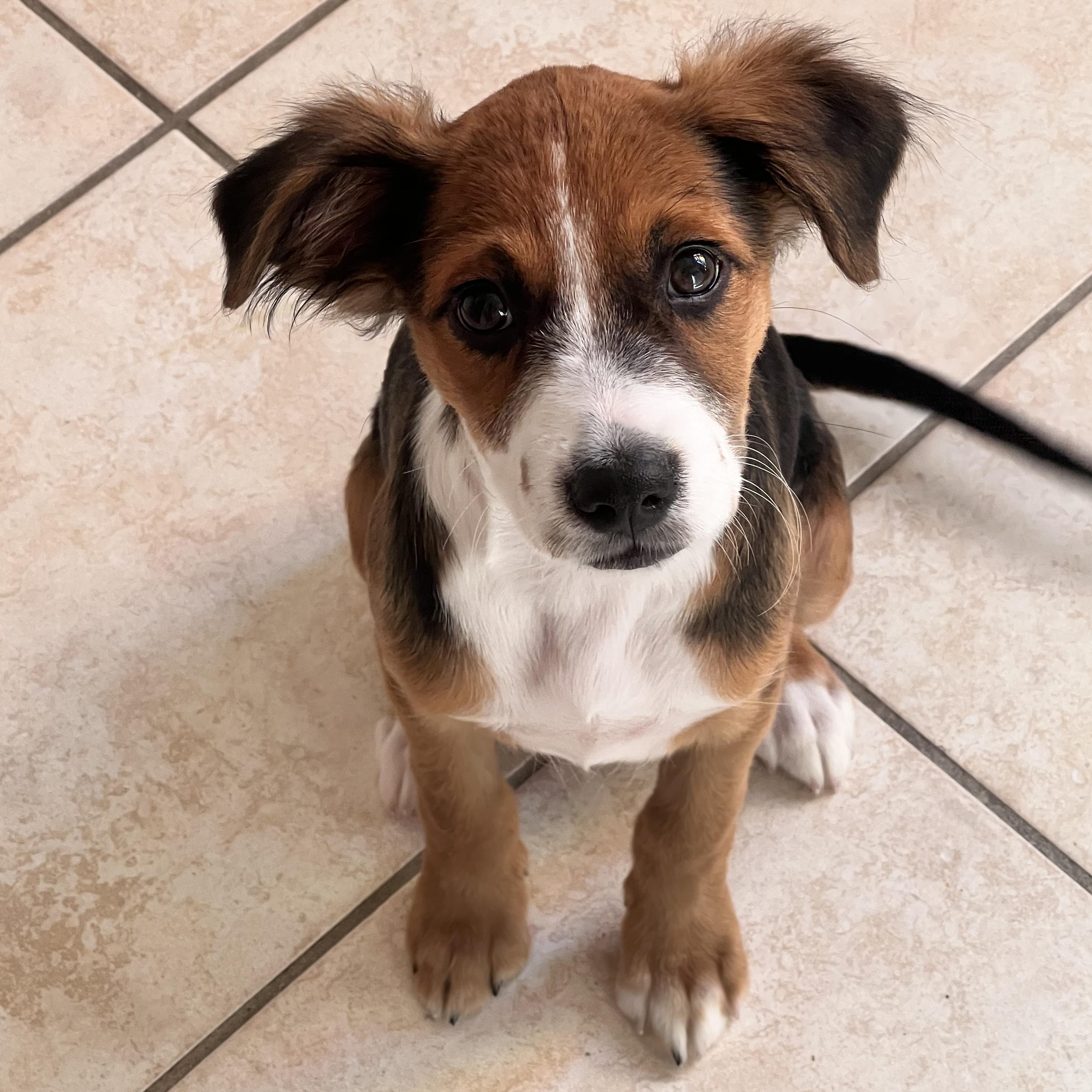 Heidi