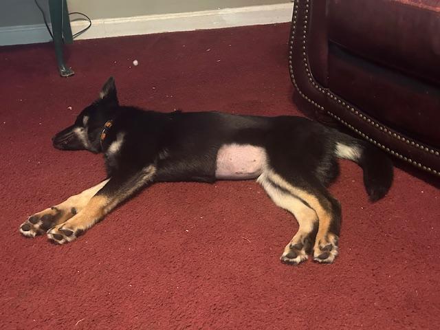 Buttercup, a Adopted mixed breed in West Caldwell, NJ image 1/3