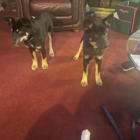 Buttercup, a Adopted mixed breed in West Caldwell, NJ image 2/3