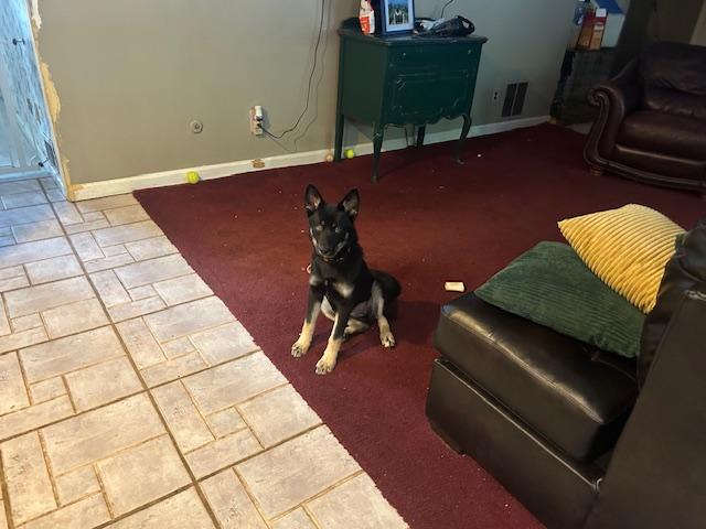 Buttercup, Adopted, Puppy Female German Shepherd Dog.