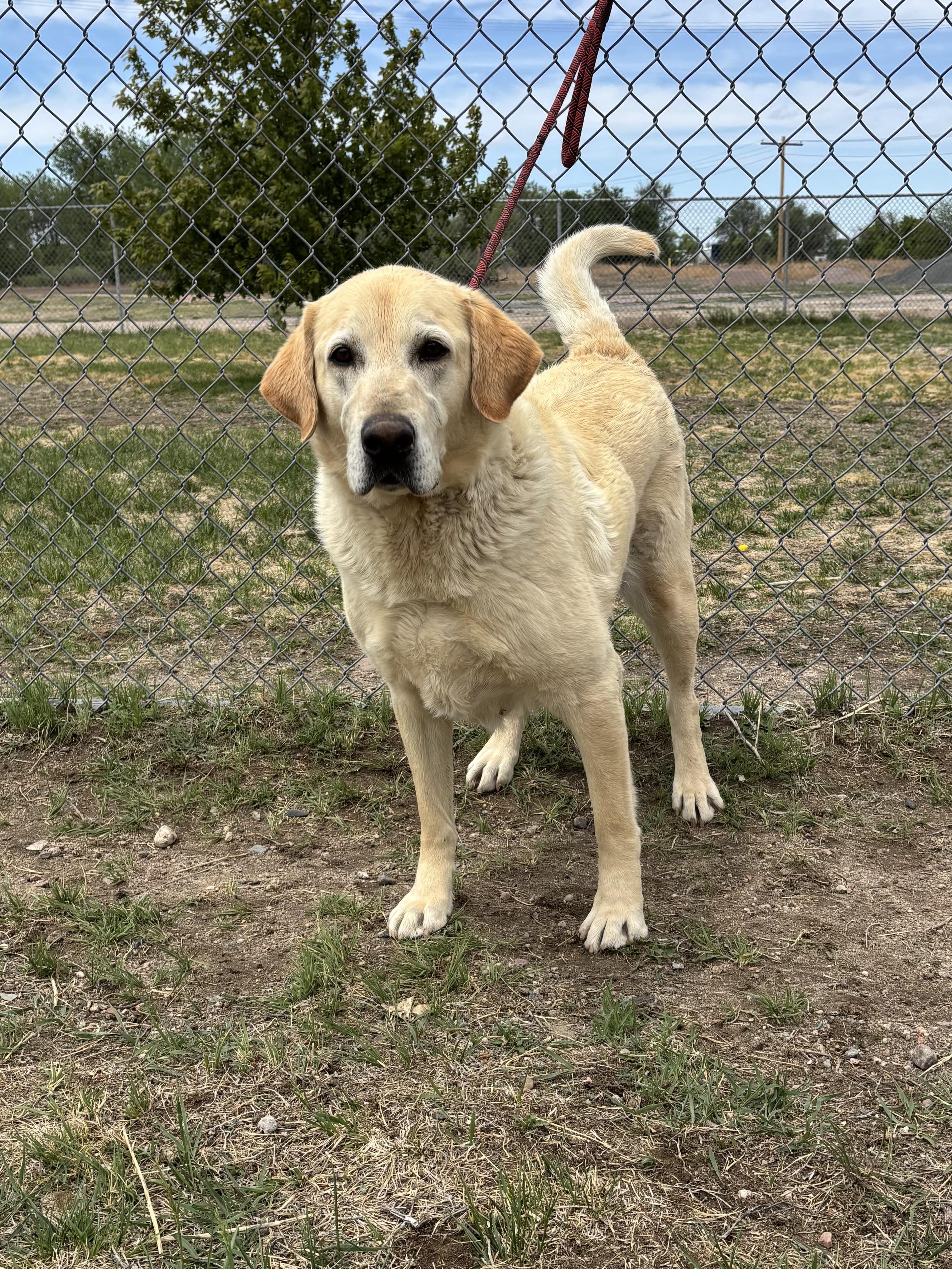 Leo, adoptable, Senior Male Labrador Retriever.