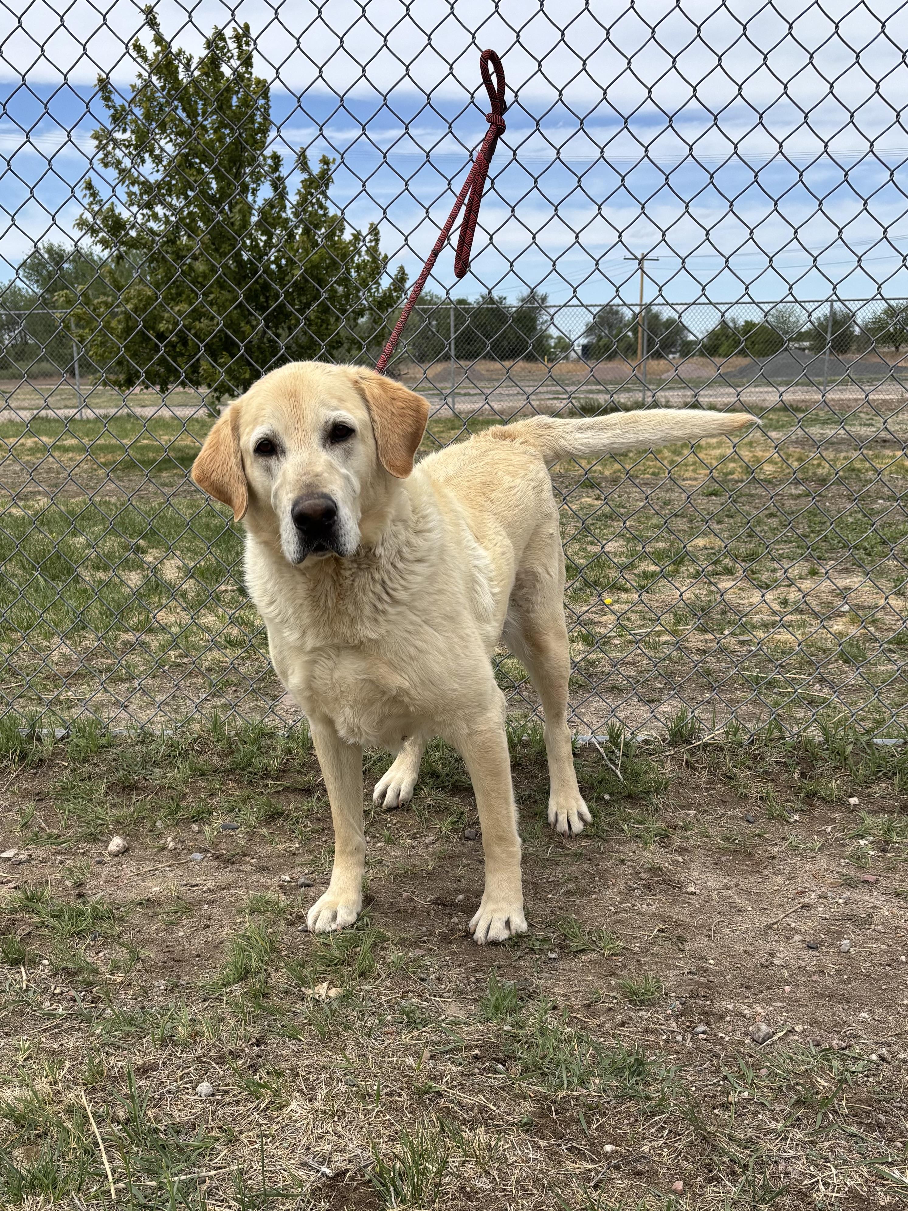 Leo, an adoptable Labrador Retriever in Torrington, WY image 3/3