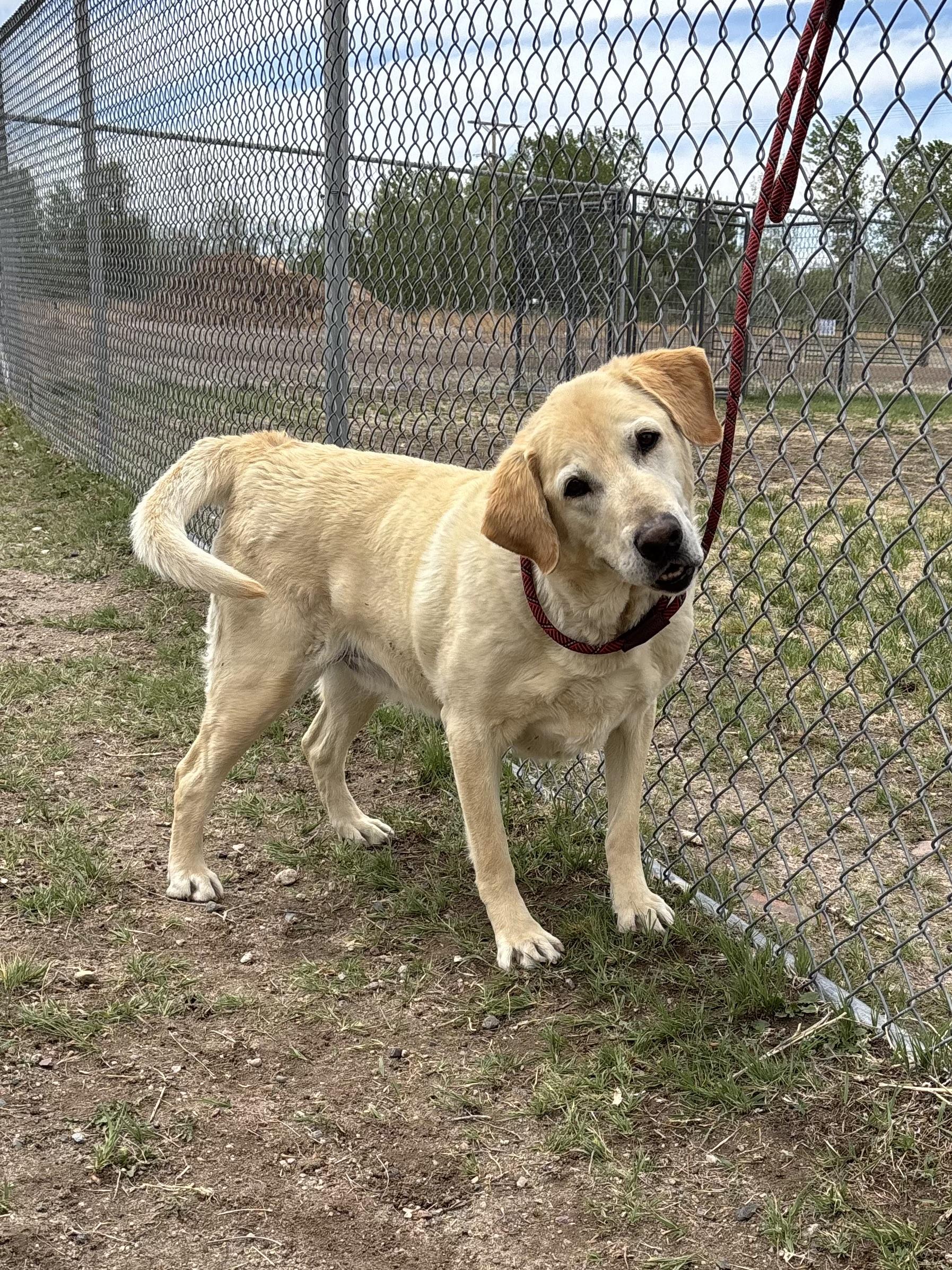 Leo, an adoptable Labrador Retriever in Torrington, WY image 2/3