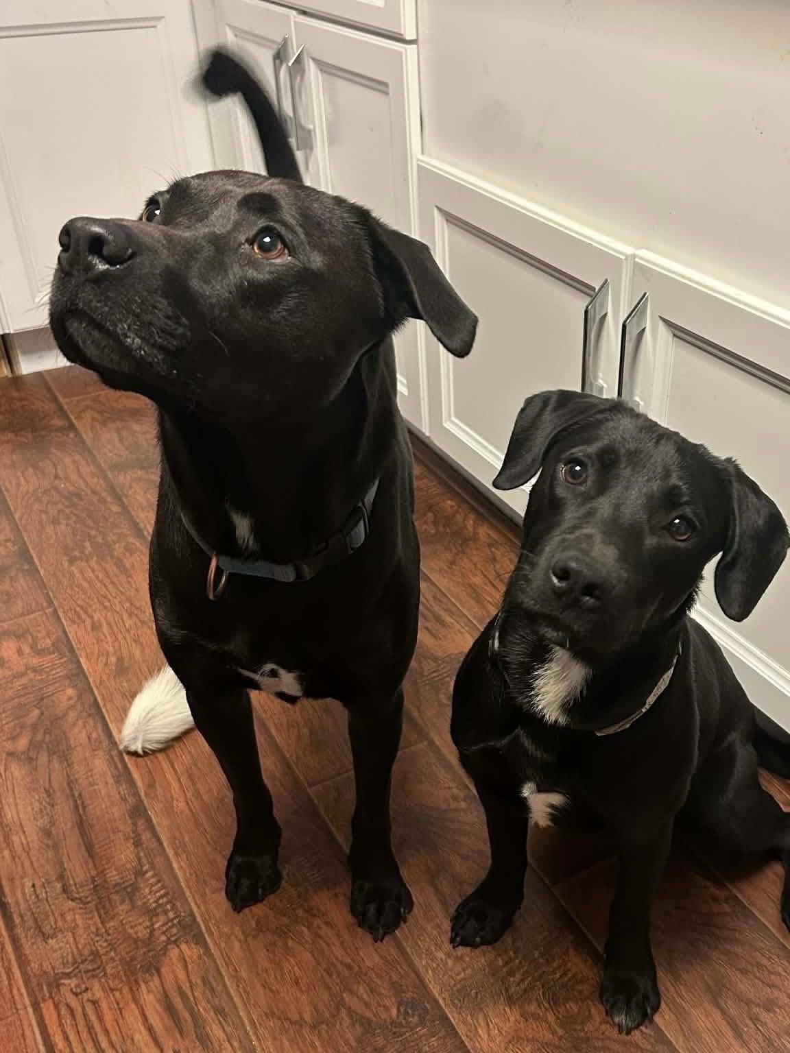 Enlarge Mila - Foster Needed!, a ADOPTABLE mixed breed in Willington, CT image 3/6