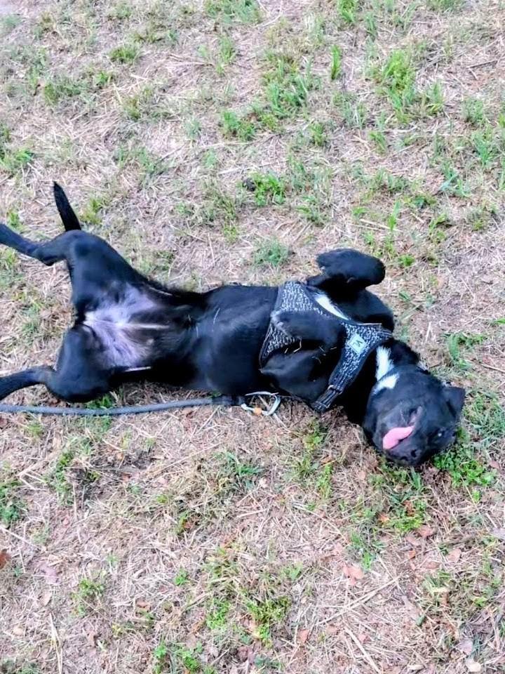 Enlarge Mila - Foster Needed!, a ADOPTABLE mixed breed in Willington, CT image 5/6