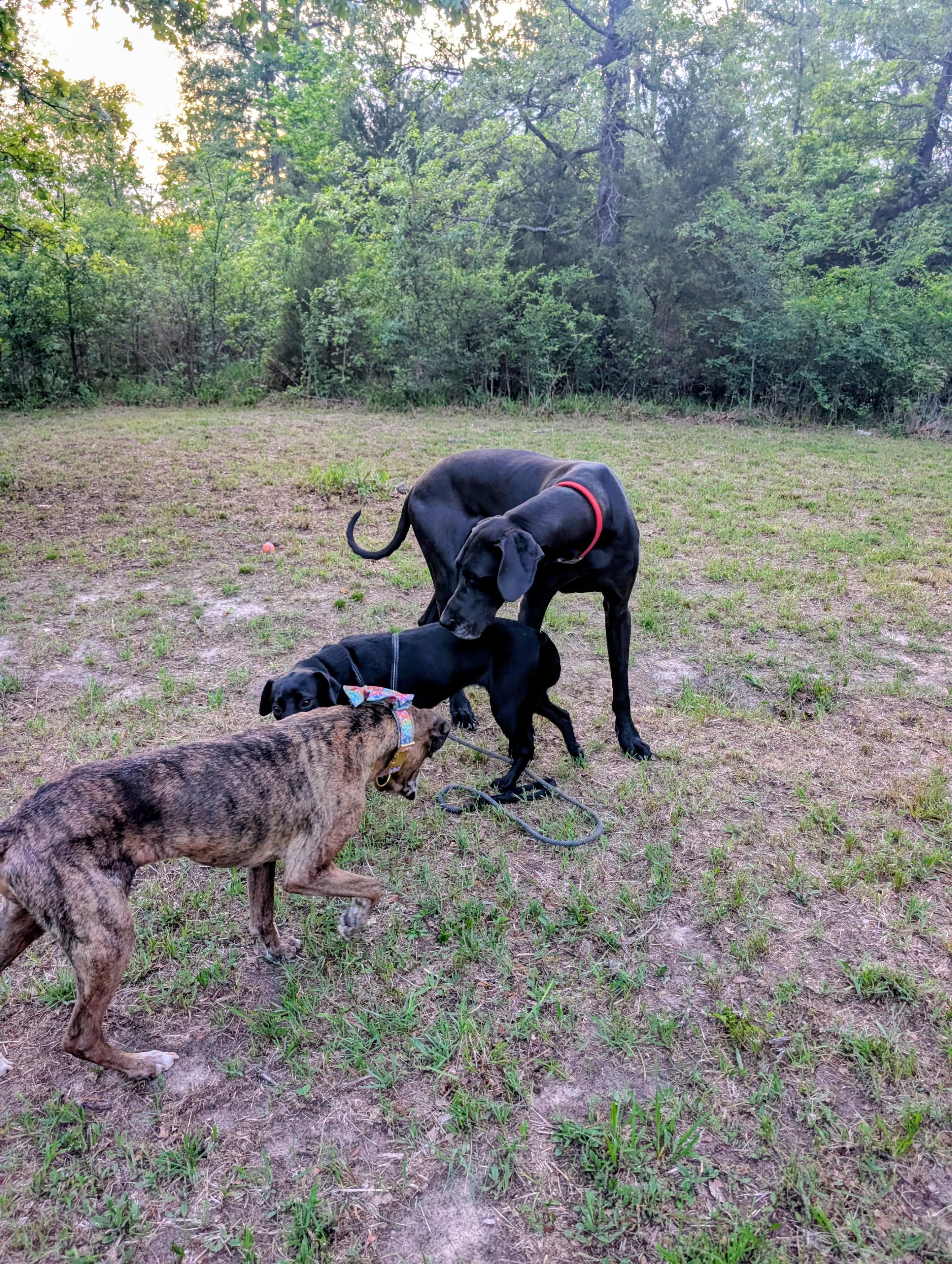 Enlarge Mila - Foster Needed!, a ADOPTABLE mixed breed in Willington, CT image 4/6