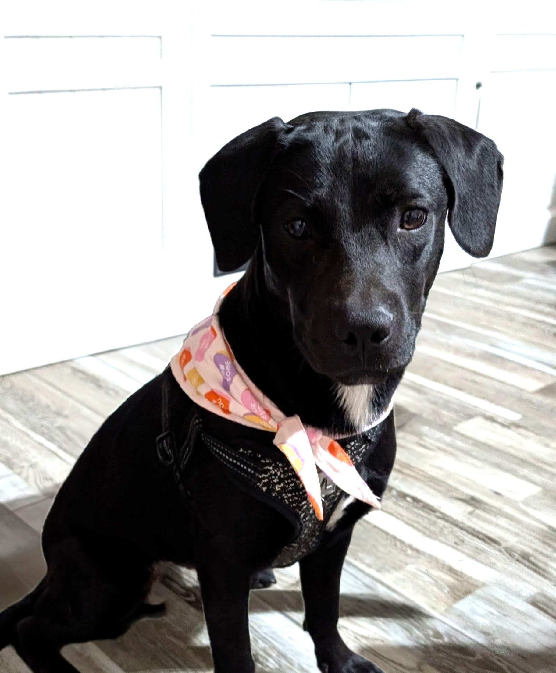 Enlarge Mila - Foster Needed!, a ADOPTABLE mixed breed in Willington, CT image 2/6