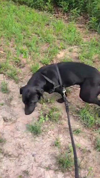 Enlarge Mila - Foster Needed!, a ADOPTABLE mixed breed in Willington, CT video 6/6