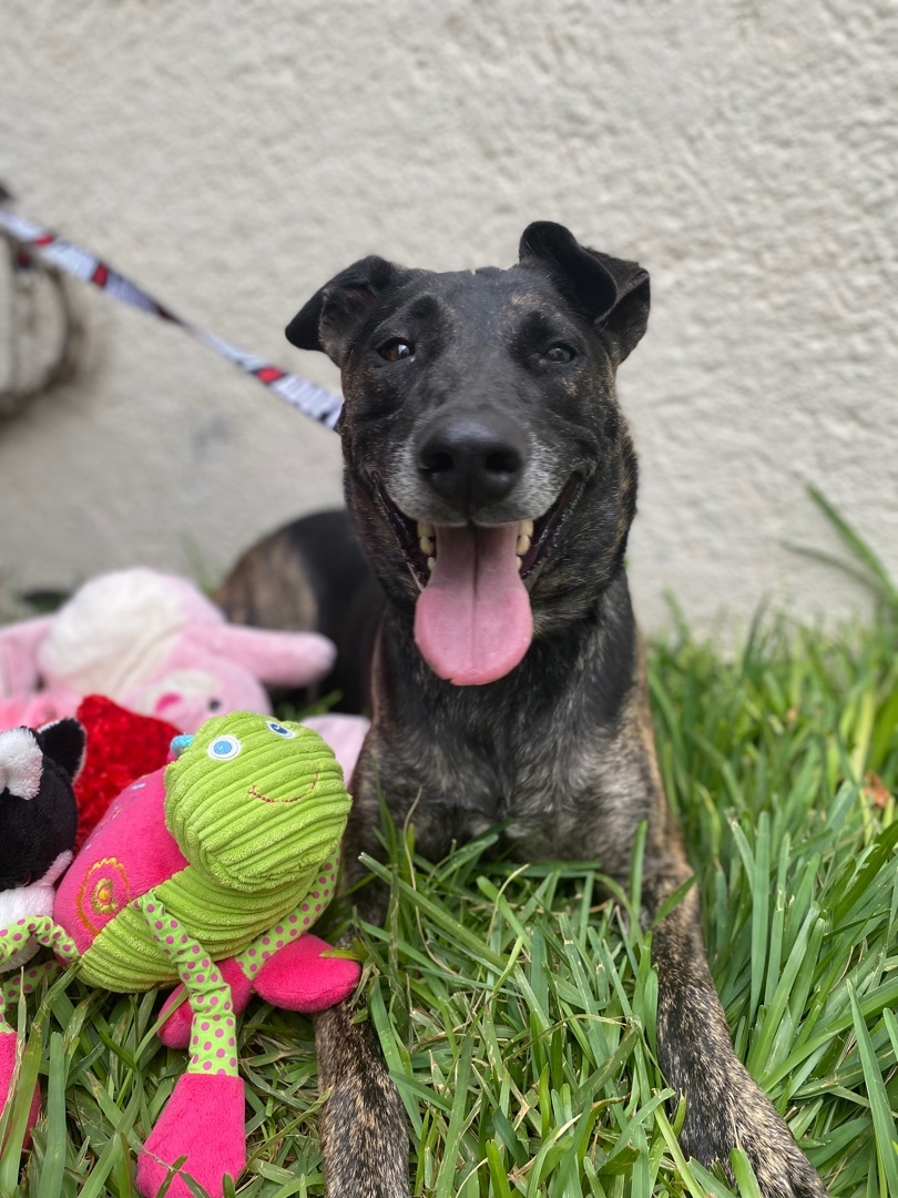 Enlarge Romeo , a Adoptable mixed breed in Milford, PA image 4/6