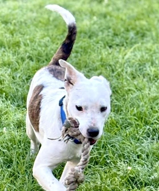 Enlarge Bart, a Adoptable mixed breed in Syracuse, NY image 1/6