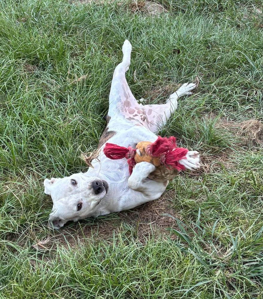 Enlarge Bart, a Adoptable mixed breed in Syracuse, NY image 2/6