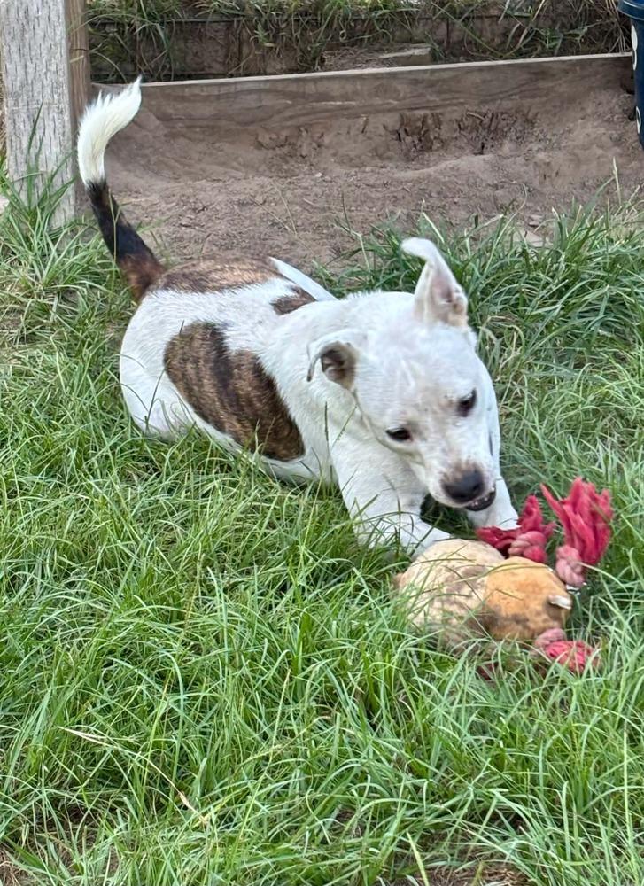 Enlarge Bart, a Adoptable mixed breed in Syracuse, NY image 3/6