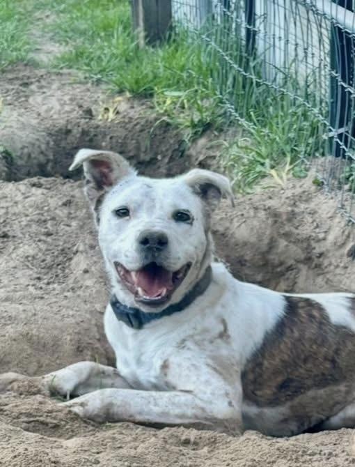 Enlarge Bart, a Adoptable mixed breed in Syracuse, NY image 4/6