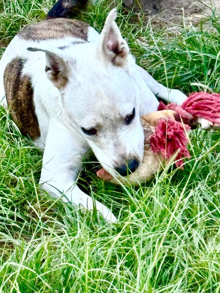 Enlarge Bart, a Adoptable mixed breed in Syracuse, NY image 5/6