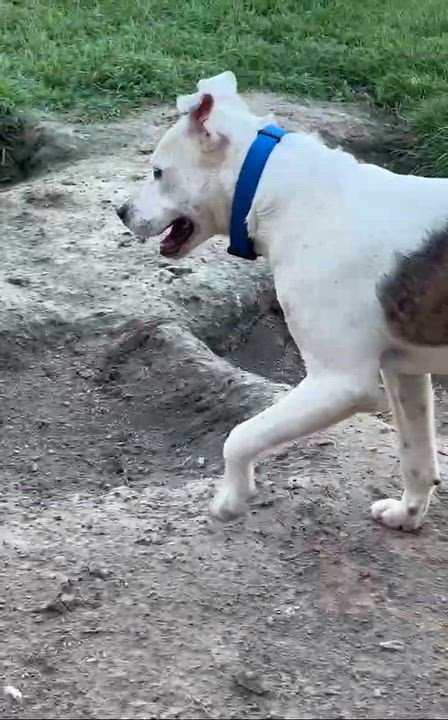 Enlarge Bart, a Adoptable mixed breed in Syracuse, NY video 6/6
