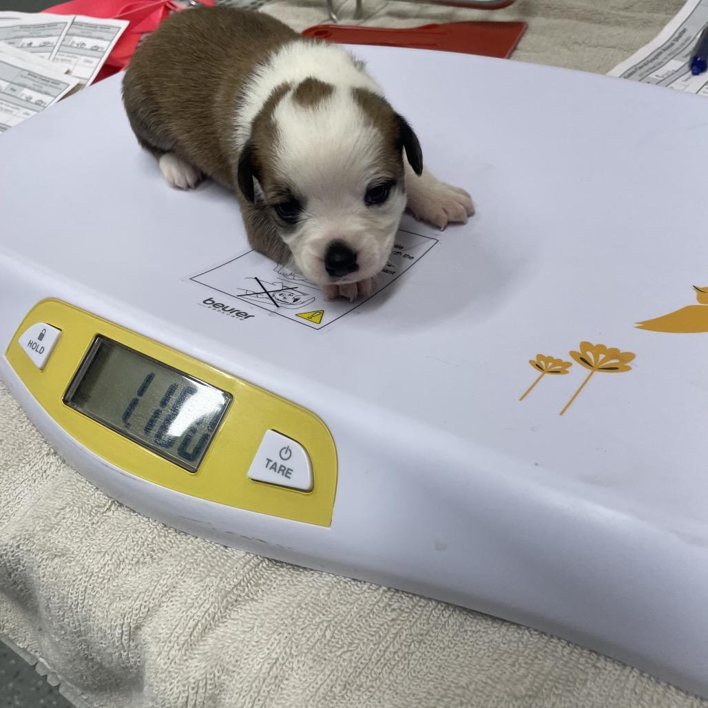 Penny Pup 5, Adoptable, Puppy Male Jack Russell Terrier & Mixed Breed.