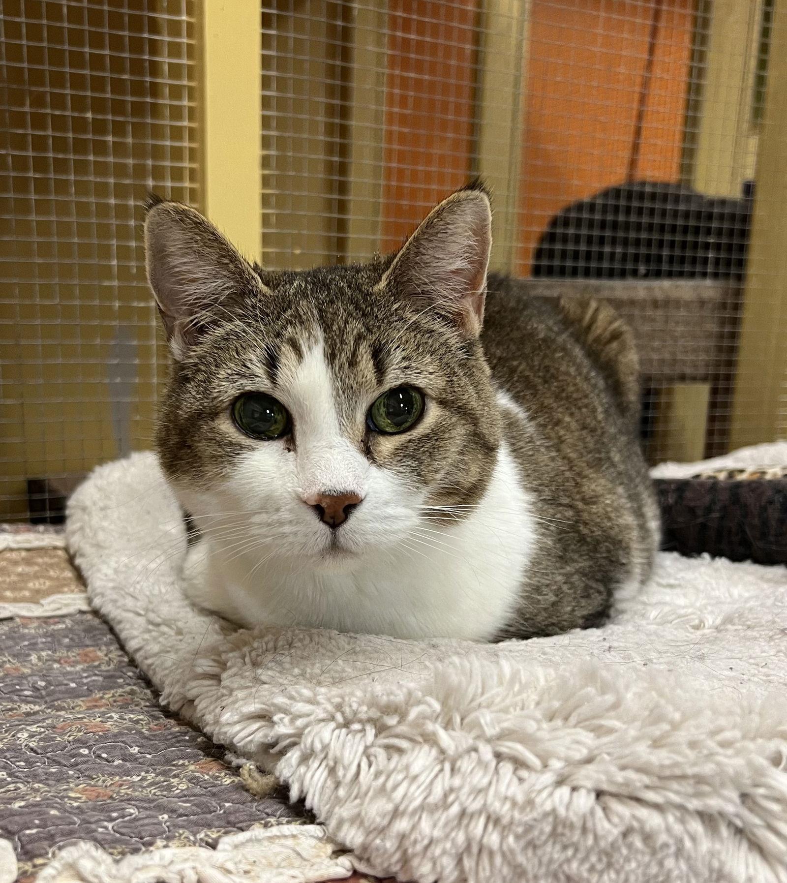 Edie, Adoptable, Senior Female Domestic Short Hair.
