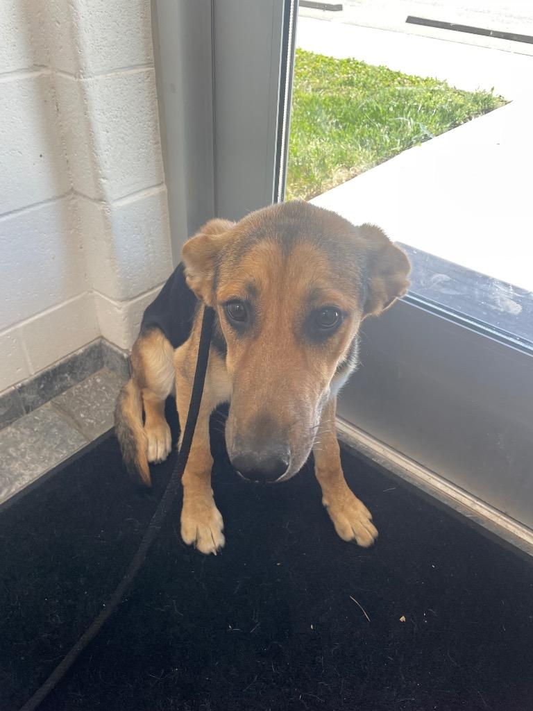 Darla, Adoptable, Puppy Female Mixed Breed.