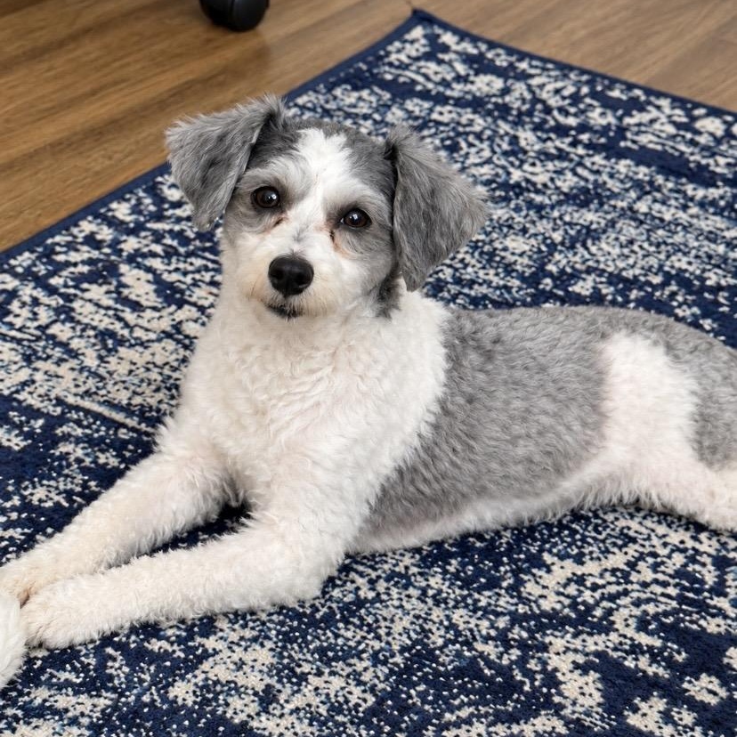 Enlarge Oreo Pooh, a Adopted mixed breed in Philadelphia, PA image 1/2