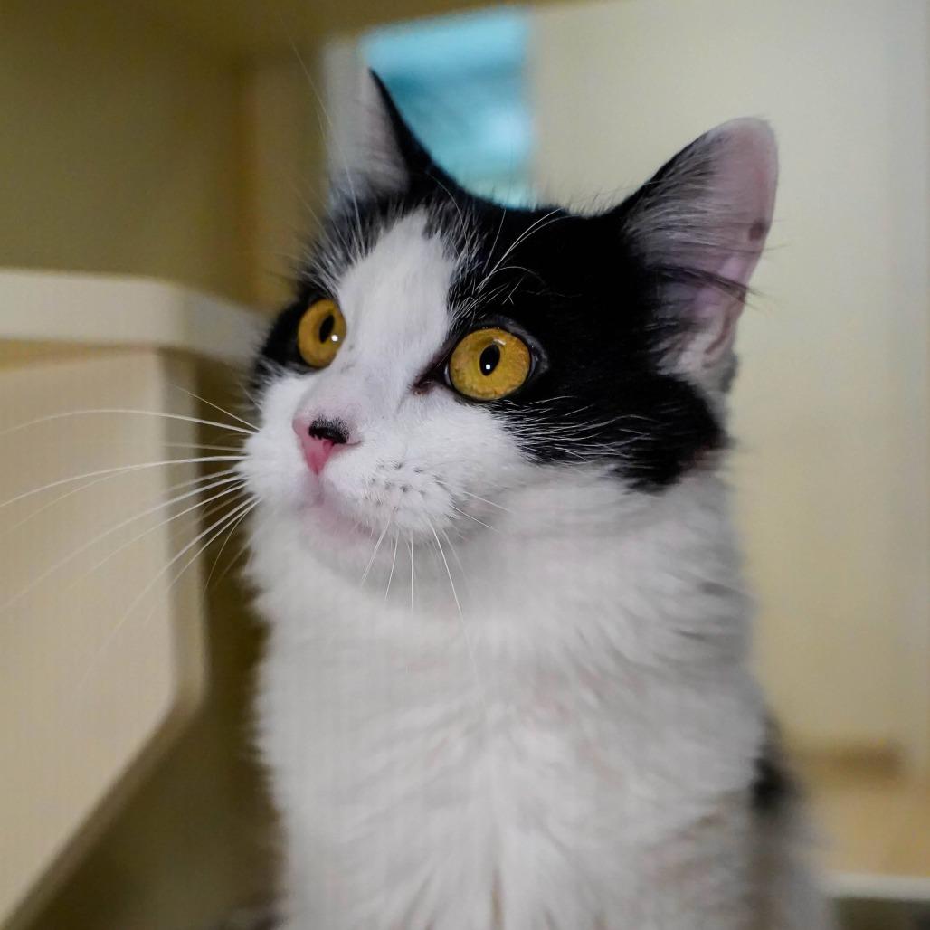 Harpo, Adoptable, Adult Female Domestic Medium Hair.