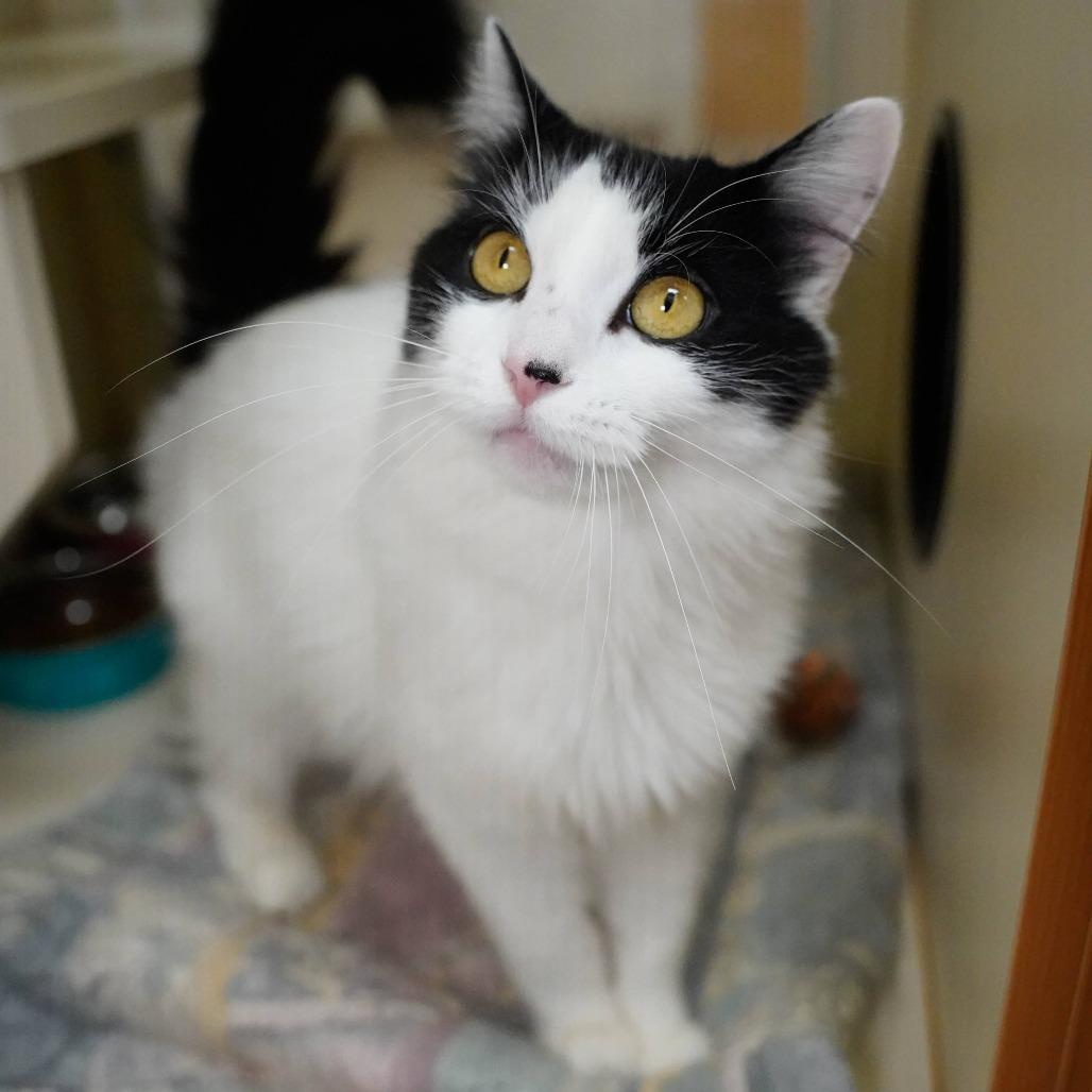 Enlarge Harpo, a Adoptable Domestic Medium Hair in Thomaston, ME image 2/2