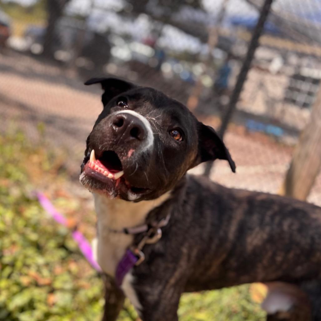 Cash, Adoptable, Adult Male Mixed Breed.