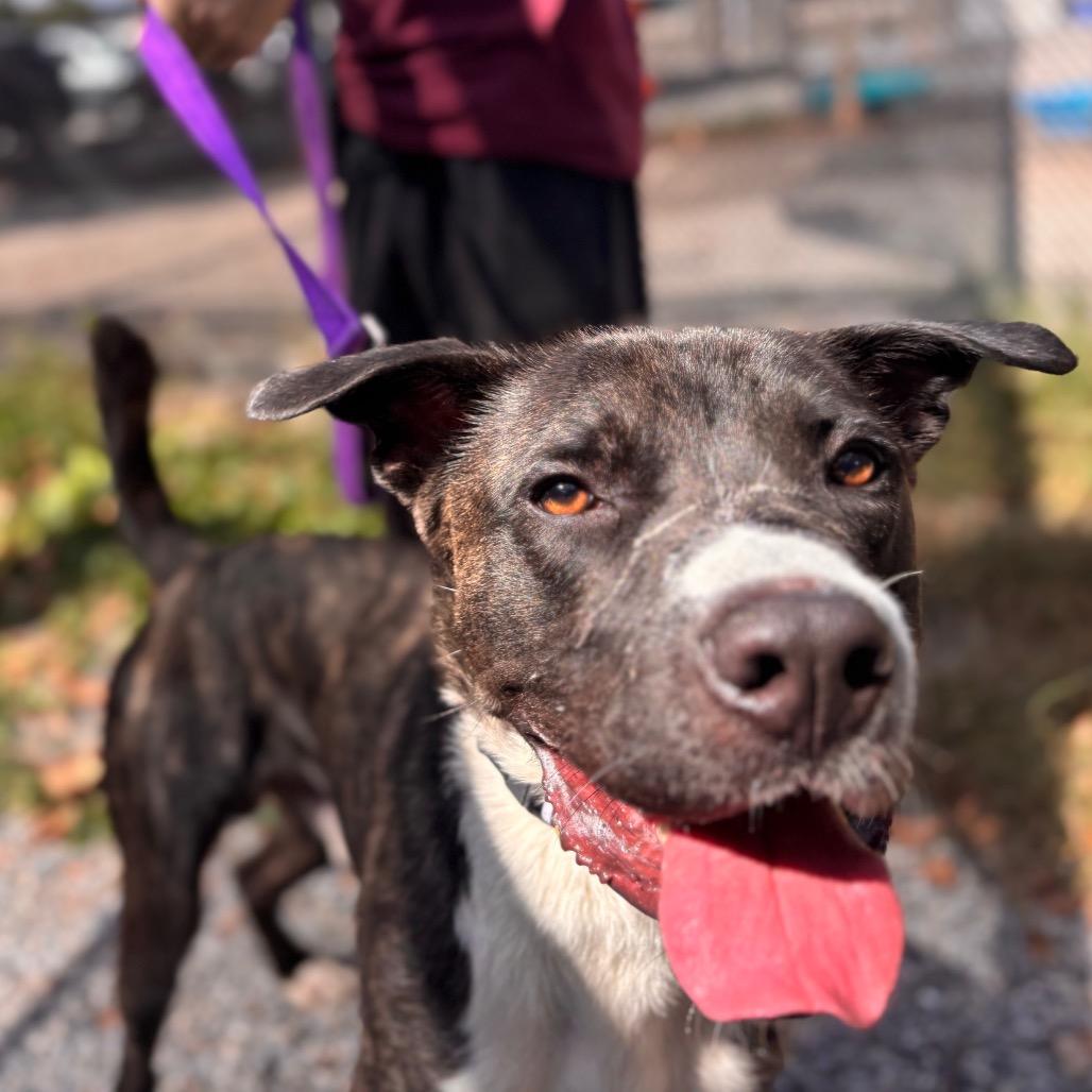 Enlarge Cash, a Adoptable Mixed Breed in York, PA image 3/6