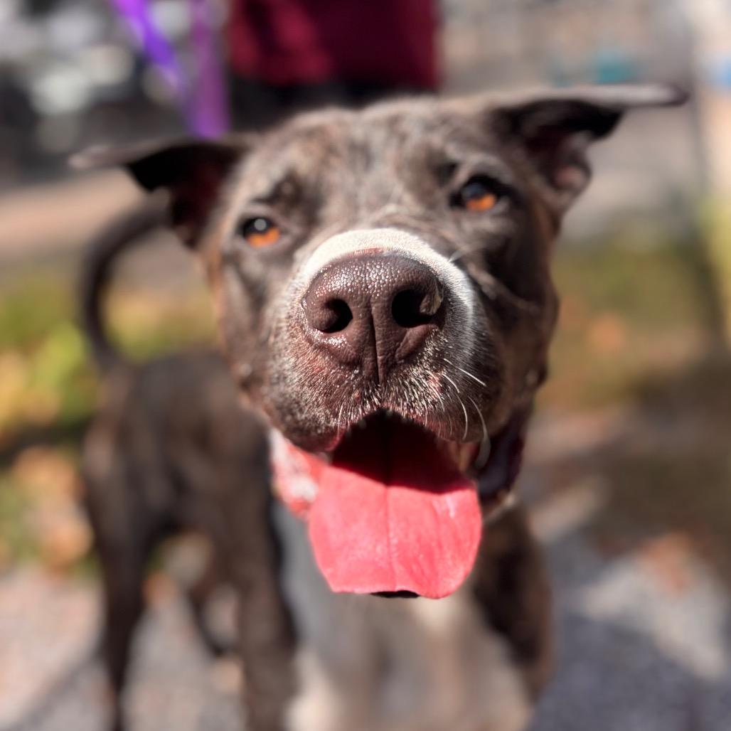 Enlarge Cash, a Adoptable Mixed Breed in York, PA image 5/6