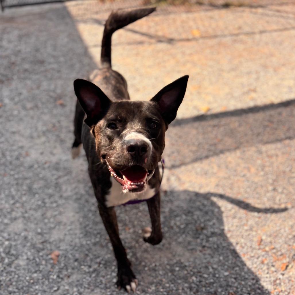 Enlarge Cash, a Adoptable Mixed Breed in York, PA image 6/6